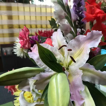 فندق White Rose Guest 2*