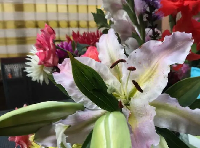 Hotel White Rose Guest 2*